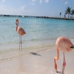 Caribe Paardrijden Caribisch gebied, paardrijden tijdens uw vakantie in de Cariben