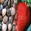 Foto gastronomie | Cartaya