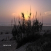 Foto fauna | El Palmar | Provincie Cadiz
