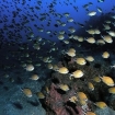 Foto duikscholen | Lanzarote
