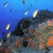 Foto onderwaterwereld | Lanzarote | Canarische Eilanden