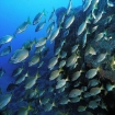 Foto snorkelen | Lanzarote | Canarische Eilanden