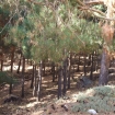 Foto planten | Sierra Nevada | Snowboard