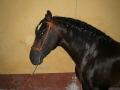 centro-hipico-los-algarbes-1-4-gallery						