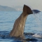 Whalewatching Turmares Tarifa