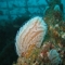 Club Scorpora, duikschool, materiaalverhuur Tarifa