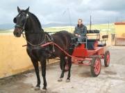 Foto Tarifa | Verkoop PRE Caballo Espa�ol; 'Los Algarves'