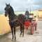 Verkoop PRE Caballo Espa�ol; 'Los Algarves'