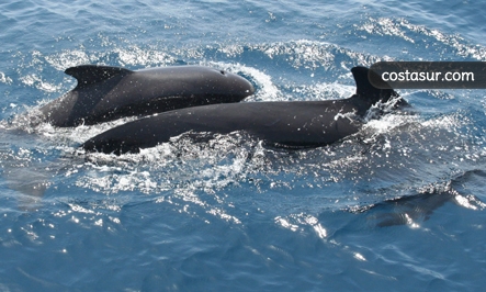 whale-watching-en-el-estrecho-1-2-gallery						