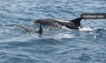 whale-watching-en-el-estrecho-1-5-gallery						