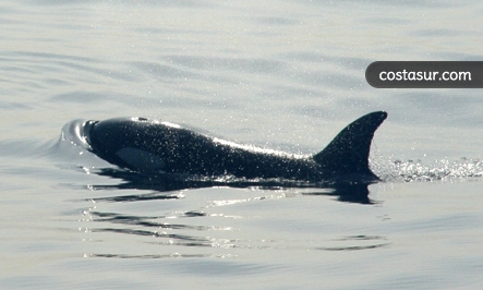 whale-watching-en-el-estrecho-1-6-gallery						
